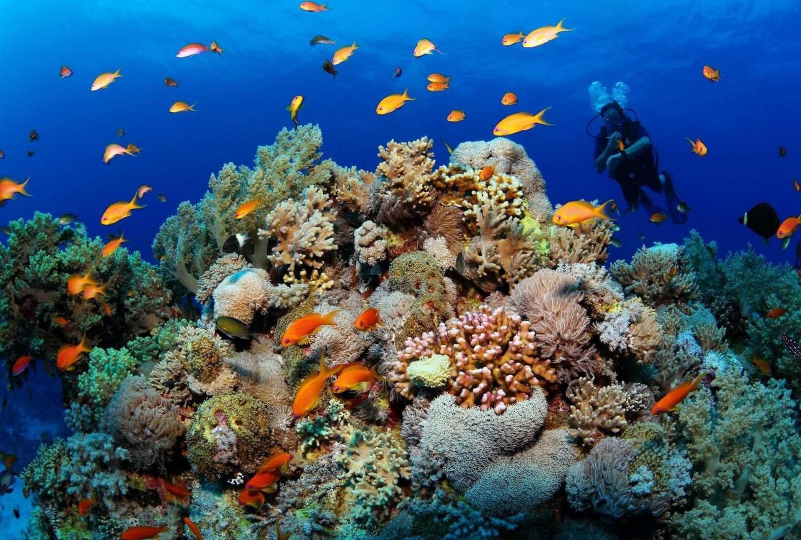 Египет дайвинг: изучение подводного мира