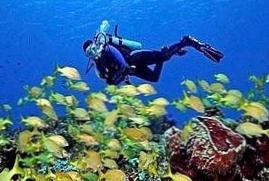 Исследуйте удивительный подводный мир канкуна Юкатан