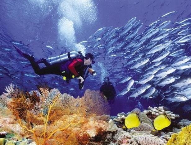  Дайвинг на Кубе: 3. Великолепие коралловых рифов 