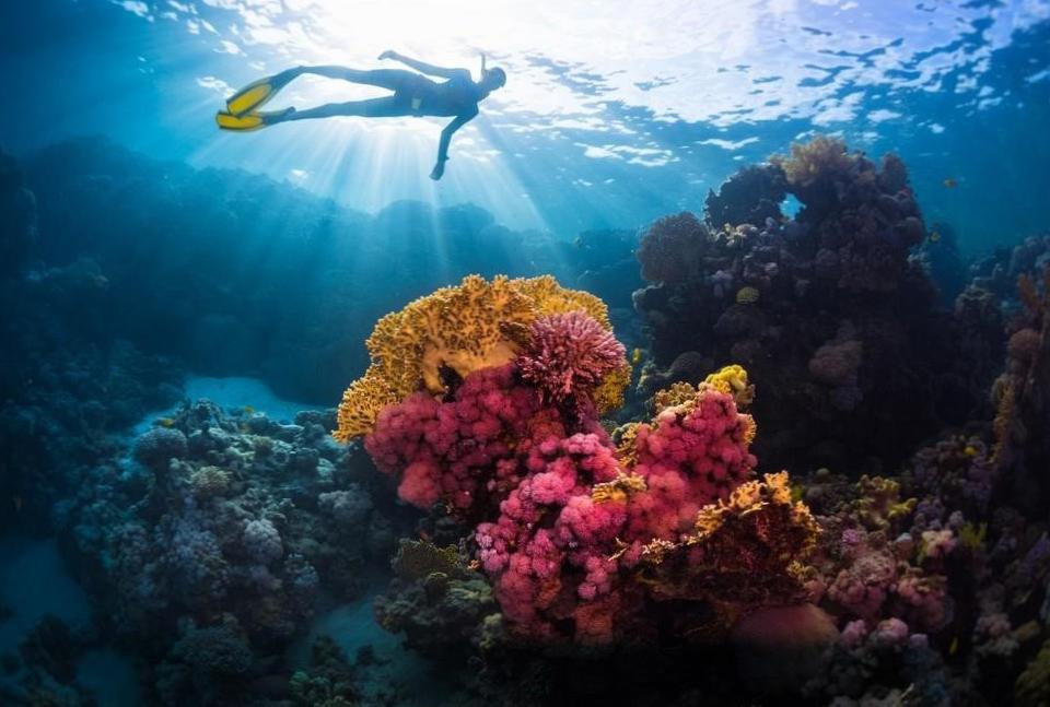  Подводная красота Египта: отели с дайвингом 