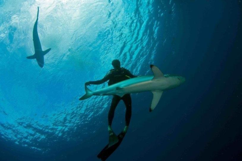  Встреча с карибскими акулами на Кубе – дайвинговый экстремал 