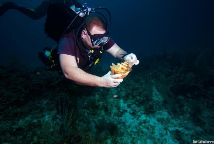  Загадочная подводная жизнь Кубы летом! 